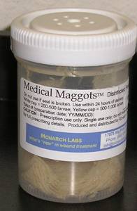 Asticots à usage médical, commercialisés par Monarch Labs.