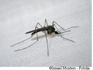 L'anophèle est le vecteur du paludisme mais il en est aussi une victime et a peut-être des choses à nous apprendre sur cette maladie. © Ismael Montero/Fotolia