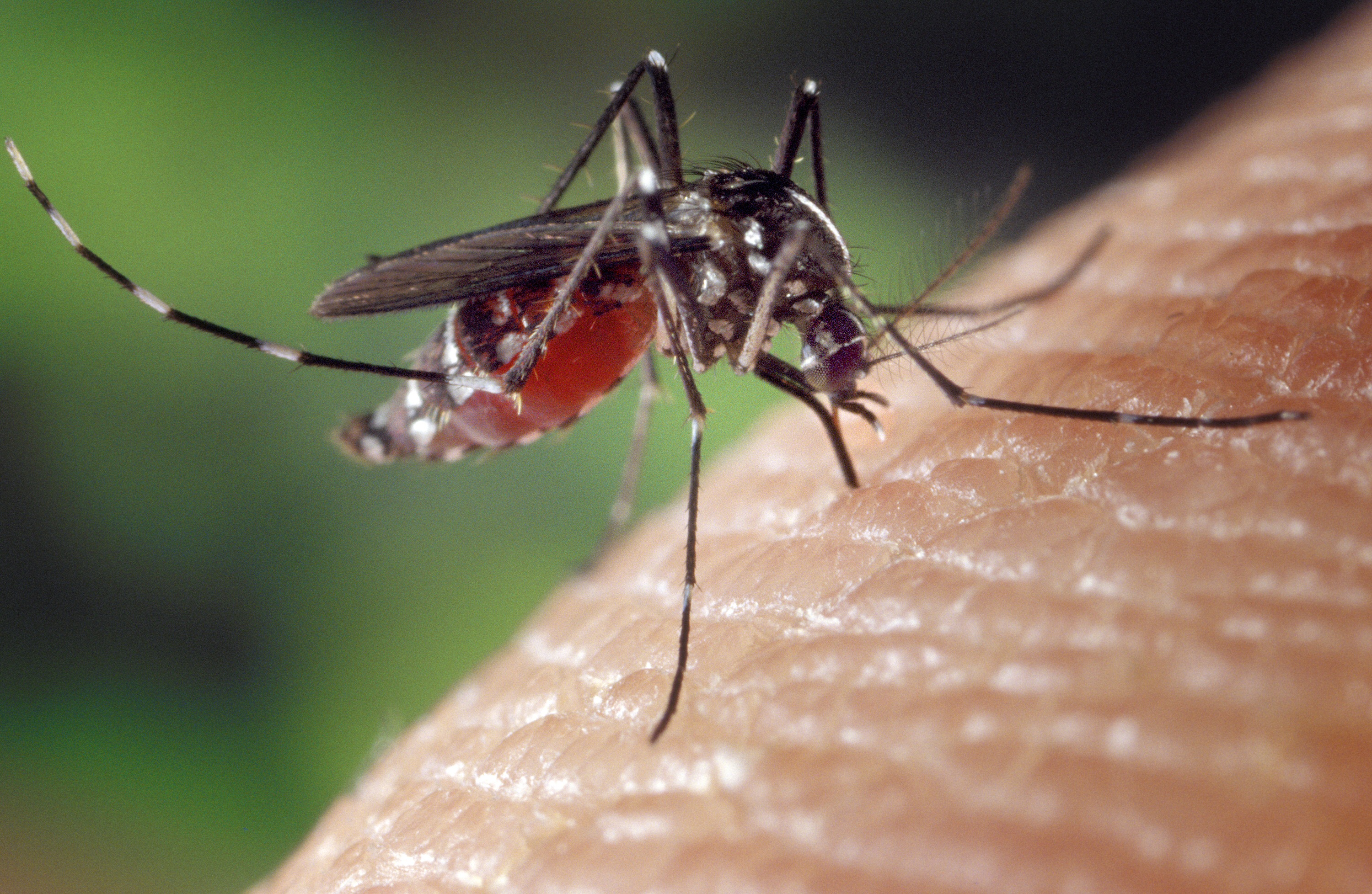 Aedes albopictus, ce moustique rayé capable de transmettre des maladies tropicales est arrivé à Marseille. © James Gathany - Centers for Disease Control and Prevention (domaine public)
