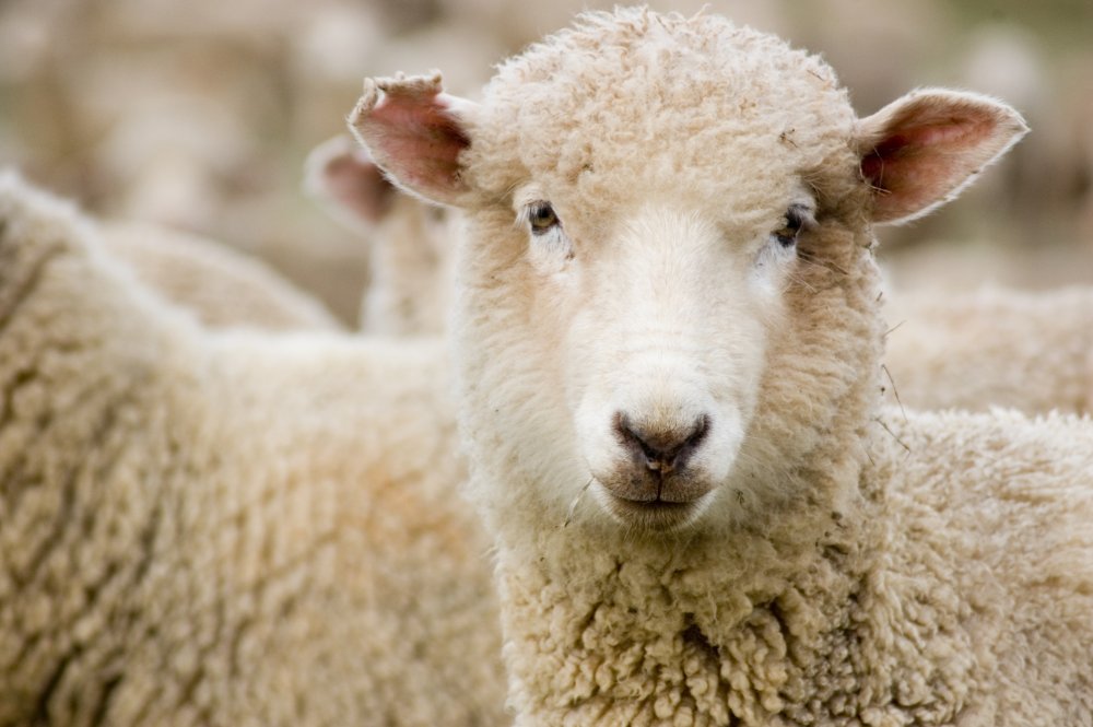 Un mouton Mérinos chargé de participer à la restauration de la végétation du cossoul. © Lee Torrens/shutterstock.com