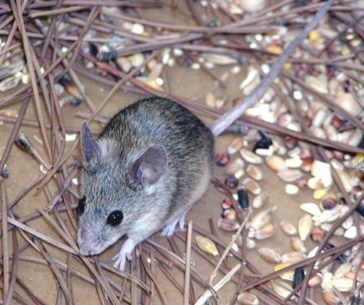 Une nouvelle espèce de souris, Mus cypriacus, a été découverte en 2006 sur l'île de Chypre. Aucun mammifère n'avait été décrit depuis plus de 100 ans. © Annie Orth, Durham University
