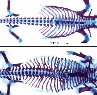 En haut, un squelette normal de souris vu par radiographie. En bas, le squelette d’une souris dont les gènes Hox6 ont été activés dans les zones normalement sans côtes. Le résultat est spectaculaire : des côtes depuis la région du cou jusqu’au bassin, à la manière d’un squelette de serpent... © Moisés Mallo