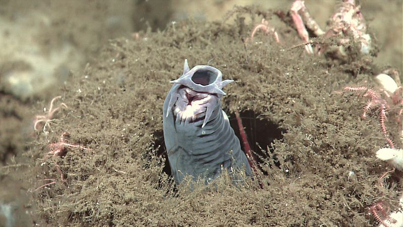 La bouche des myxines est entourée de six tentacules, et renferme plusieurs plaques dentigères. Certaines espèces, comme&nbsp;Eptatretus stoutii, mesurent jusqu'à 60 cm de long.&nbsp;© NOAA, DP