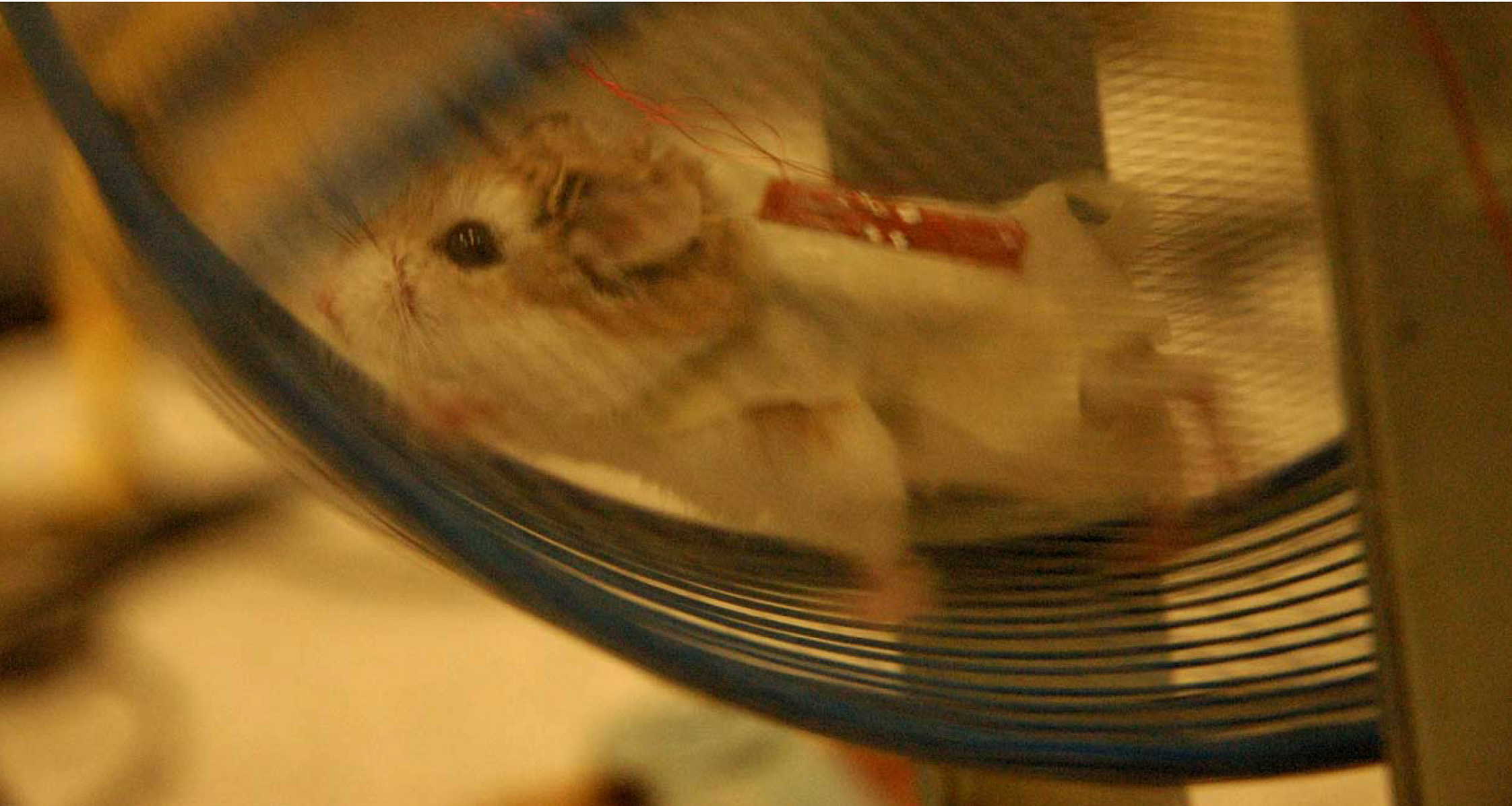 Le hamster de l'expérience a démontré son efficacité. © Zhong Lin Wang