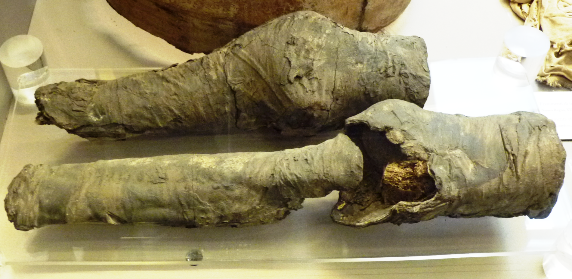 Ces fragments d'une paire de jambes momifiées sont exposés au musée des antiquités égyptiennes de Turin. On pense maintenant qu'il s'agit bien de reste&nbsp;de la momie de la favorite de Ramsès. © Joann Fletcher