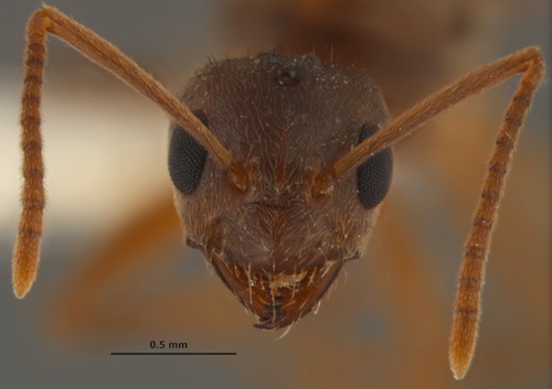Les fourmis folles fauves (Nylanderia fulva) font 3,2 mm de long. Elles aiment les climats chauds et humides, ce qui explique qu'elles vivent dans des régions côtières. © Joe MacGown, Mississippi Entomological Museum