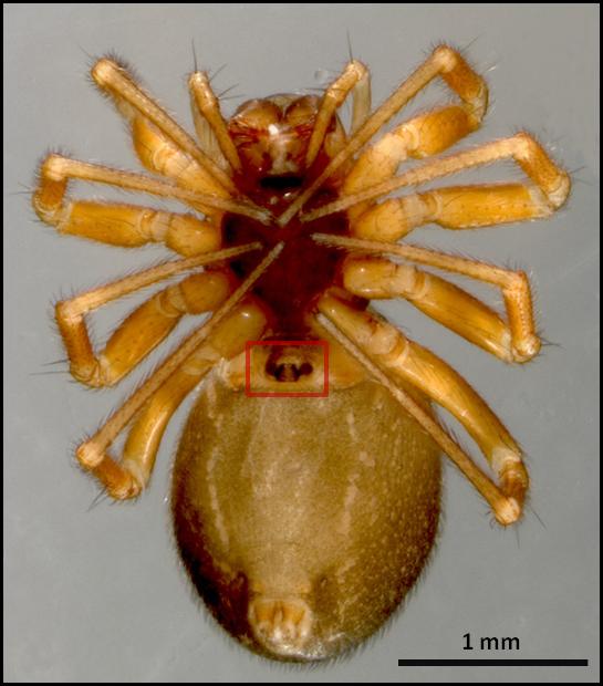 D'une longueur d'environ trois millimètres, Oedothorax retusus est une araignée très commune en Europe vivant dans des habitats humides, comme les marais salants et les berges. Ici, on observe au centre les deux conduits de copulation sur la face ventrale d'un individu femelle. © Melanie Witthuhn