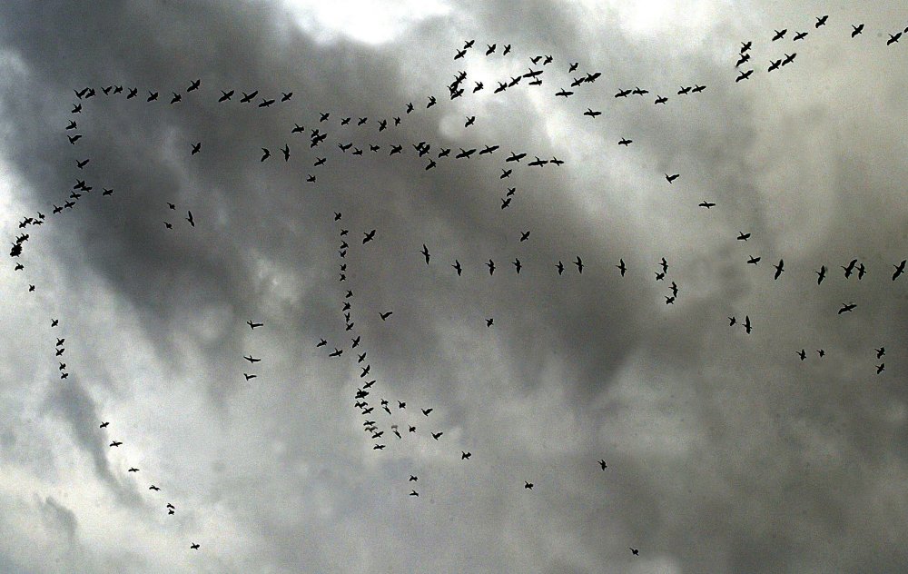 Les oiseaux sont comme les avions : quand ils volent trop bas, ils risquent de percuter le relief. © AFP Phoo/Mahmoud Zayat
