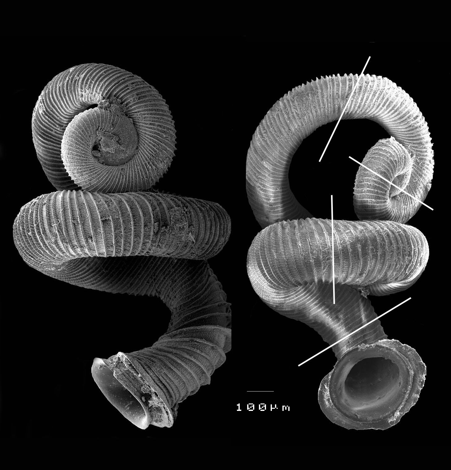 La plupart des gastéropodes, comme les escargots, sont dextres (ou dextrogyres) ou bien senestres (ou lévogyres) selon que leur coquille s'enroule vers la droite ou vers la gauche, de l'extrémité vers l'ouverture. La taille des spires suit une règle logarithmique et, au plus, on note trois axes d'enroulement. Opisthostoma vermiculum, lui, ne tourne pas rond. En regardant son étrange coquille, on remarque qu'elle s'oriente selon quatre axes... © Reuben Clements