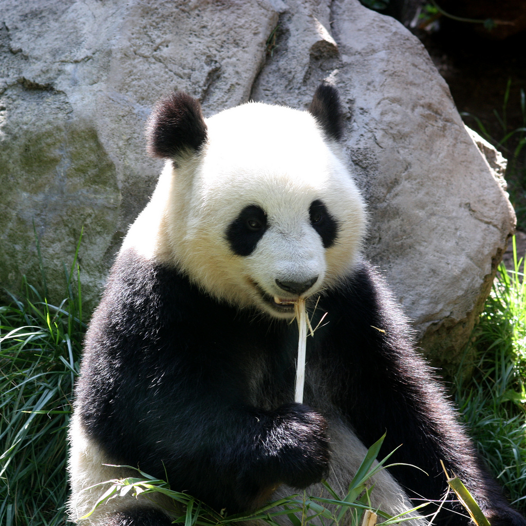 Les pandas géants vivent au sein des régions montagneuses du centre de la Chine, entre 1.800 et 3.400 m d'altitude. Ils se nourrissent à 95 % de végétaux, presque exclusivement de bambous, et à 5 % de viande. © Kevin Dooley, Flickr, cc by 2.0