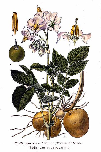 Les pommes de terre (Solanum tuberosum), à la fois plantes comestibles et… plantes carnivores ! © A. Masclef, domaine public
