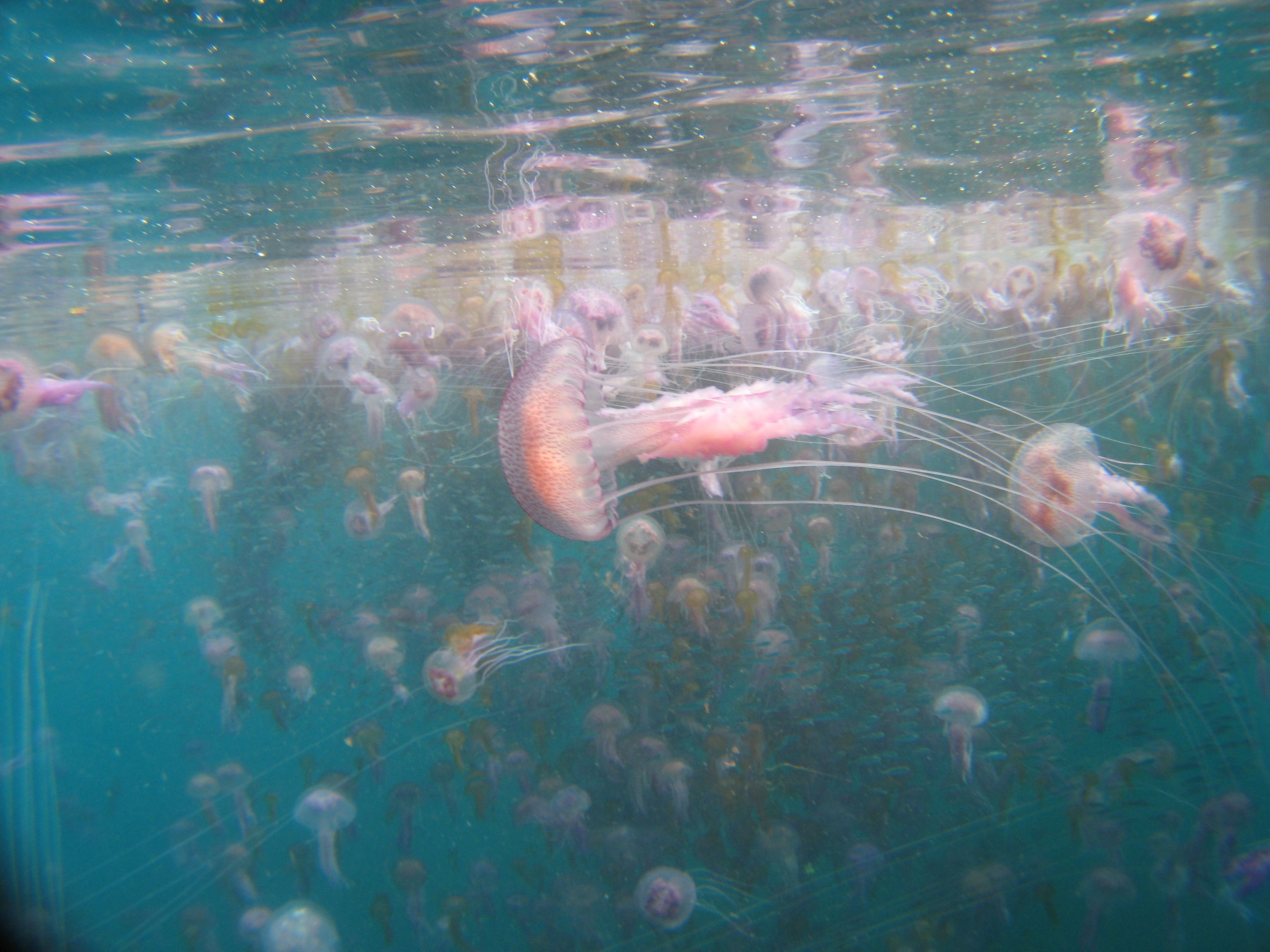 Des pélagies (Pelagia noctiluca) dans les eaux de Port-Cros. © Sandrine Ruitton