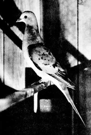 Femelle de pigeon migrateur américain photographiée vivante au zoo du Massachusetts durant l'été 1898. Source Commons