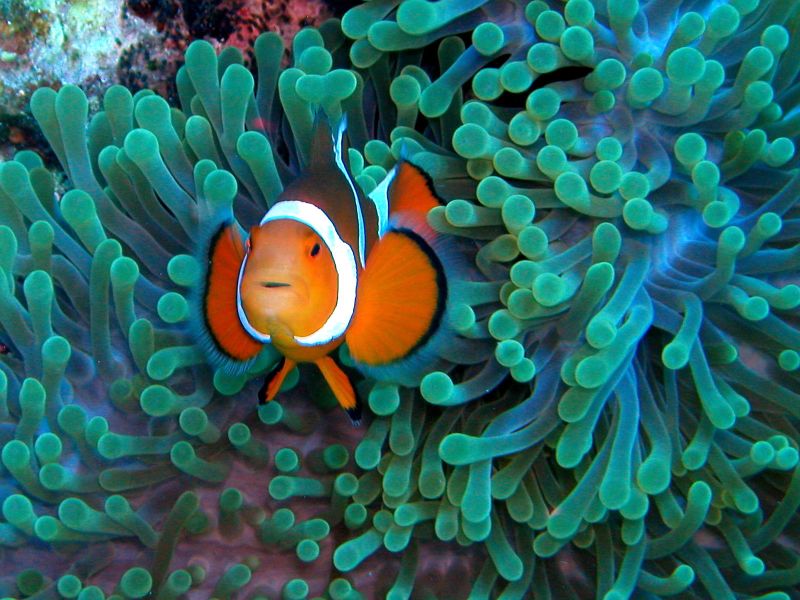 Les coraux sont un refuge pour de nombreuses espèces de poissons, comme ici le poisson clown. En Chine, 80 % du récif corallien a disparu en conséquence de la pollution anthropique. Les maladies coralliennes sont en partie dues à l'Homme. Le projet Corail Disease, coordonné par l'IRD vise à protéger le lagon calédonien.&nbsp;© Nemos Great Uncle