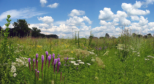 Les prairies, comme les forêts, stockent une partie du CO2 dans les sols. © T. Lindenbaum CC by-nd