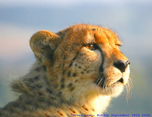 Le guépard Cheetah, un super-prédateur en... Angleterre ! © Law Keven CC by-sa
