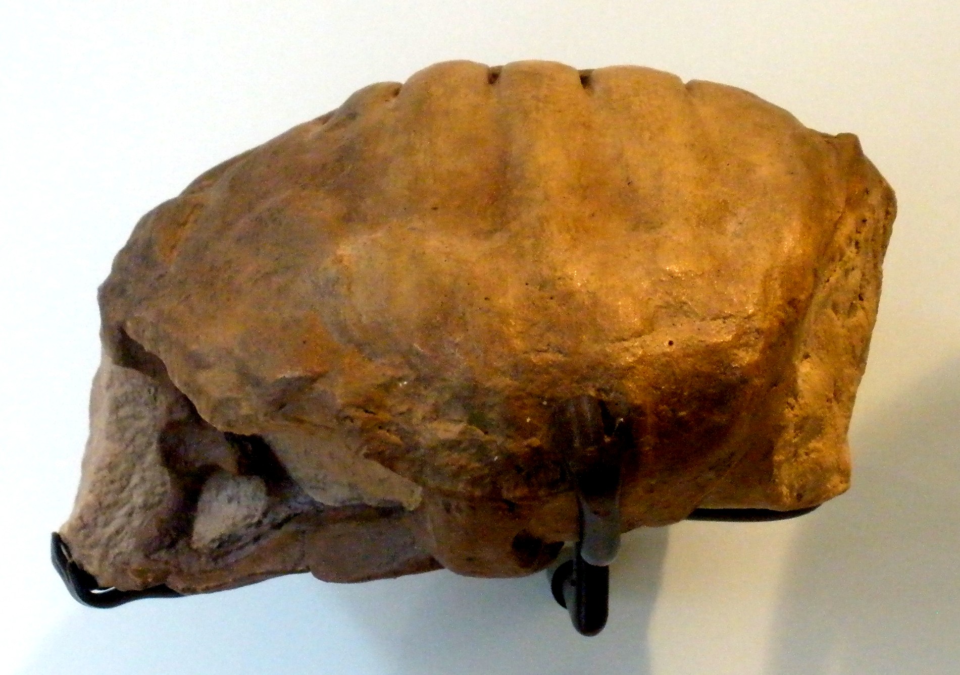 Proterochersis robusta : c'est le premier (et jusqu'alors l'unique)&nbsp;fossile de tortue découvert au XIXe siècle en Allemagne daté du Trias. © Wikipédia