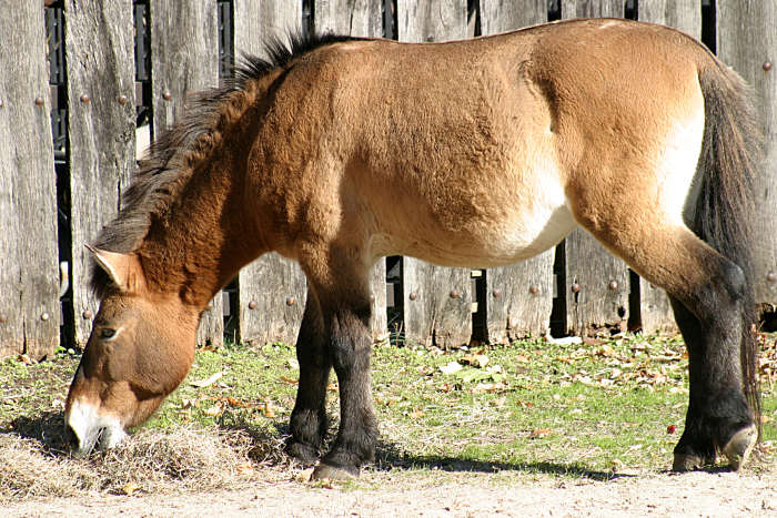 Le cheval de Przewalski est considéré comme étant un ancêtre des chevaux actuels. Il fait l'objet de programmes de réintroduction en Mongolie. © Henryhartley, Wikipedia commons