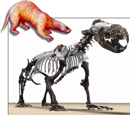 Puijila darwini, un cousin disparu des pinnipèdes actuels. © Alex Tirabasso, Canadian Museum of Nature (squelette) ; Stefan Thompson (dessin)