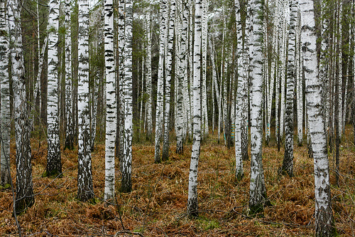 Forêt de Sibérie, près de Novosibirsk. © Beggs CC by
