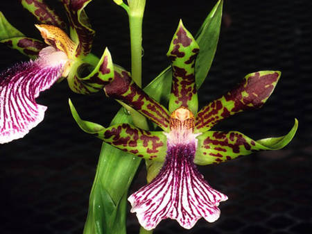 On retrouve&nbsp;Zygopetalum crinitum au&nbsp;Brésil, au&nbsp;Pérou et en&nbsp;Colombie.&nbsp;Cette orchidée est une&nbsp;épiphyte à feuillage persistant et&nbsp;se présente sous forme de touffes compactes et épaisses. © Eric Hunt