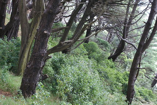 La forêt du Seigneur des Anneaux, située au mont Victoria Wellington, en Nouvelle-Zélande.  © Airflore/Flickr, Licence Creative Common (by-nc-sa 2.0)