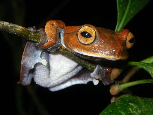 Hélène, la grenouille arboricole, n'est pas la seule espèce de grenouille volante. Voici Rhacophorus vampyrus,&nbsp;la grenouille volante vampire.&nbsp;Elle a également&nbsp;été découverte au Vietnam, en 2010.&nbsp;© Jodi J. L. Rowley,&nbsp;Australian Museum
