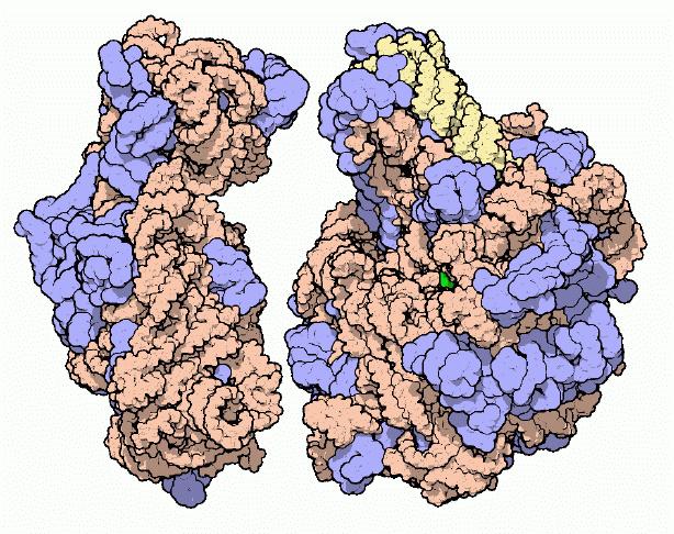 Vue tridimensionnelle d'un complexe ribosomal bactérien. © D.S. Gooddsell Domaine public