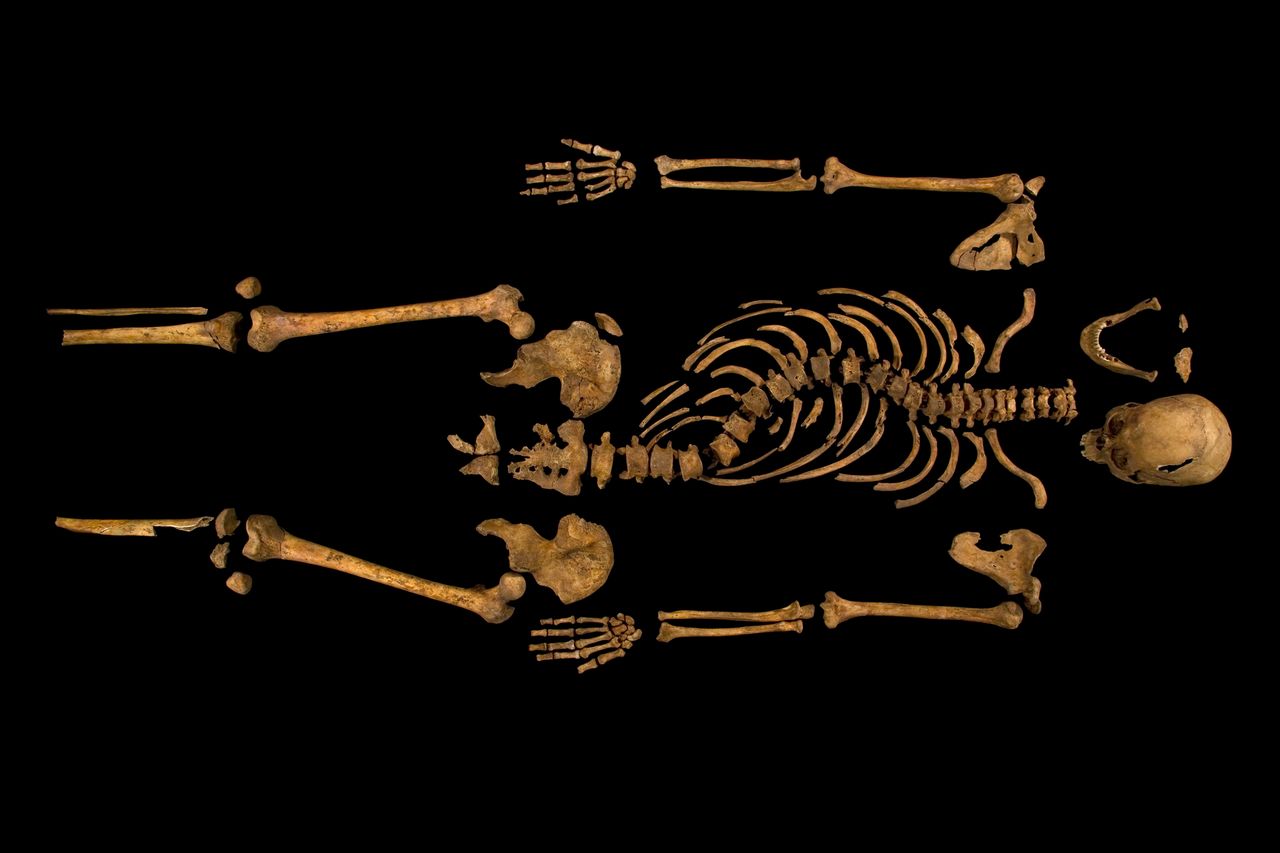 Examiné de près et daté au carbone 14, le squelette exhumé sous le parking de Leicester est bien, selon toute vraisemblance, celui du roi Richard III, réputé tyrannique et qui a inspiré à Shakespeare une pièce de théâtre devenue célèbre.&nbsp;© Université de Leicester