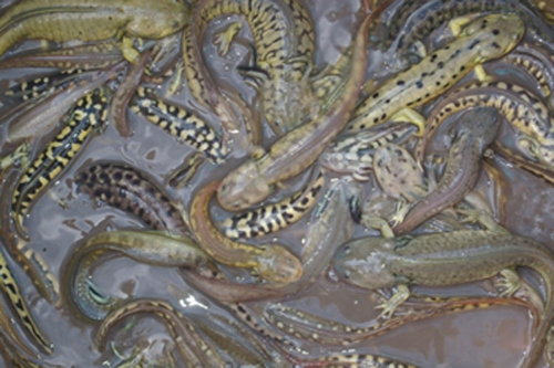 Des larves de salamandres à différentes étapes de leur maturation. Les hybrides s’en sortent mieux… © Bruce Delgado, BLM