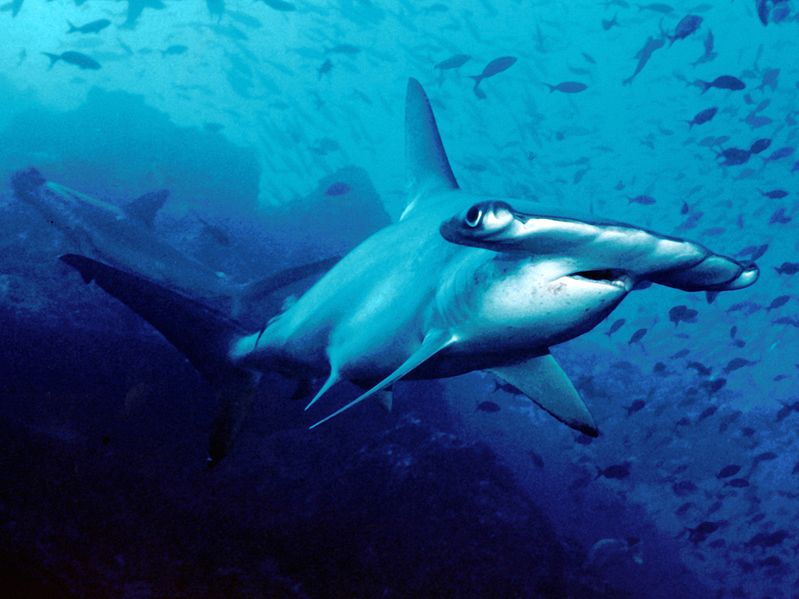 Plusieurs espèces se cacheraient sous le nom d'espèce Sphyrna lewini. Ceci pourrait peut-être expliquer pourquoi certaines populations de requins-marteau halicornes sont pélagiques tandis que d'autres vivent en abondance dans les eaux côtières. © Robb Peters, Wikimedia common, CC by 2.0