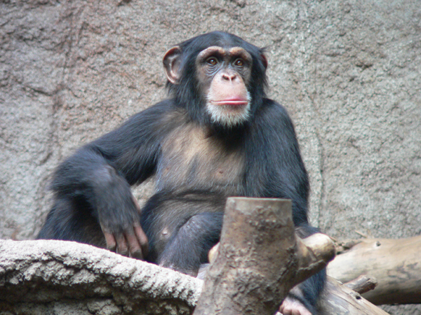 Membres de la famille des hominidés et de l'ordre des primates, les chimpanzés forment un genre de grands singes apparentés à l'espèce humaine avec laquelle ils partagent 99,6&nbsp;% de patrimoine génétique. © Thomas Lersch, Wikimedia Commons, CC by-sa 3.0
