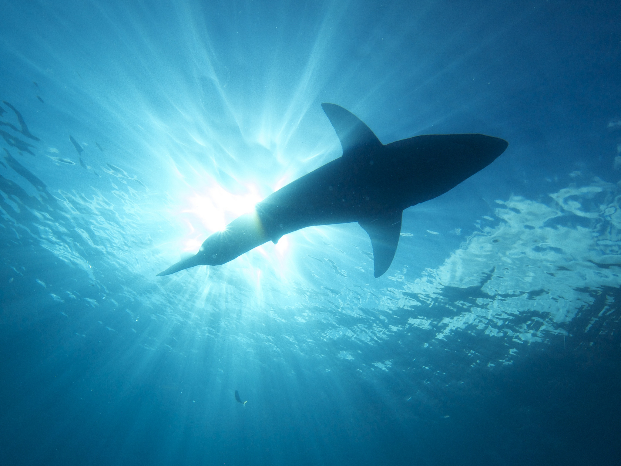 Le requin affectionne les eaux peu profondes. © Elias Levy, flickr, cc by 2.0 

