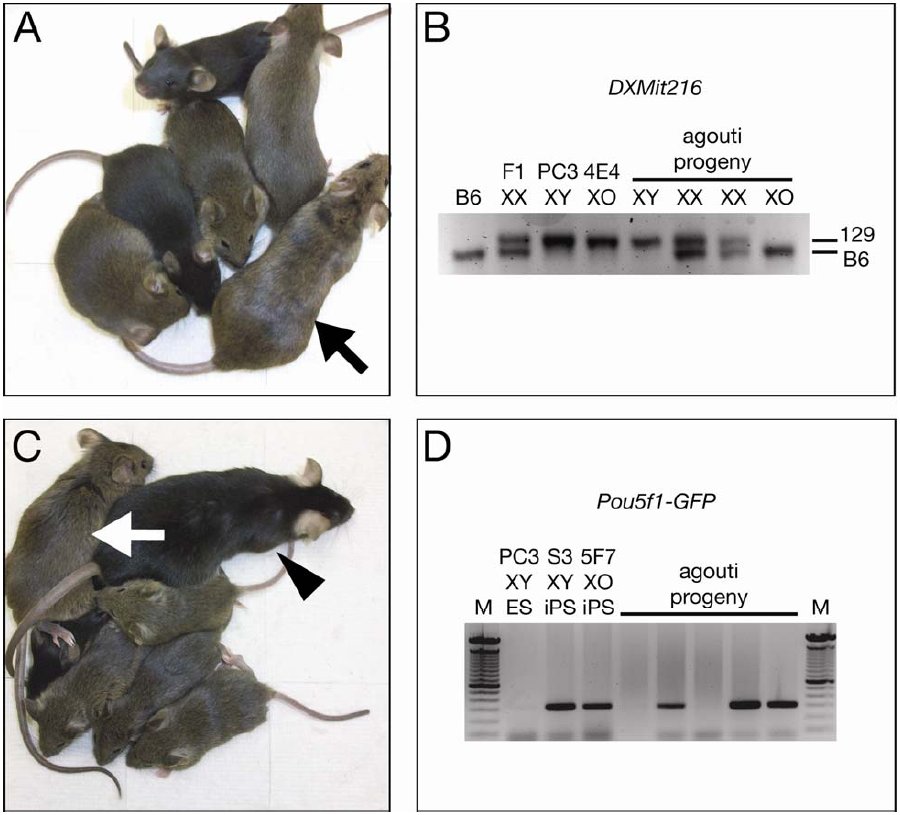 Les souris de l’expérience. En A, la flèche montre l’une des souris chimériques dont certaines cellules n’ont qu’un seul chromosome X (formule XO), venant du premier père. En C, une autre souris chimérique femelle (flèche blanche), d’une autre lignée, et un mâle (flèche noire). À gauche, les analyses génétiques montrent les ascendances. La progéniture obtenue possède bien les gènes de deux mâles… © Deng et al./Biology of Reproduction