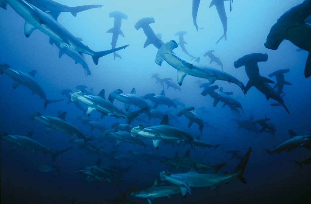 Les requins-marteaux (à l’image) sont prisés pour leurs ailerons. En revanche, le requin-taupe est&nbsp;pêché pour sa viande.&nbsp;© Colombia Travel, Flickr, c by nc&nbsp;sa 2.0