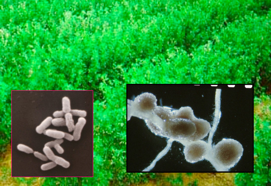 Les bactéries, à gauche, vivent dans les nodosités (à droite) des racines de fabacés. Elles transforment l’azote atmosphérique en ammoniac utilisable par leur hôte. Cette particularité apporte un avantage aux légumineuses, notamment sur les sols pauvres. © Sharon Long / Stanford
