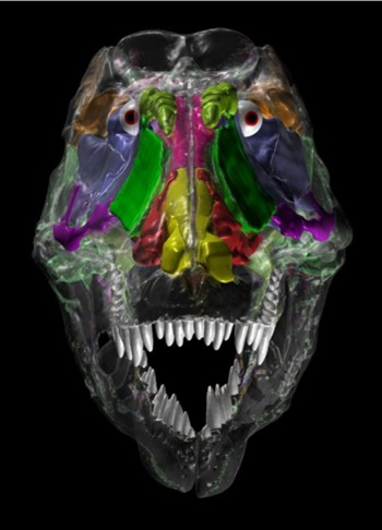 Une image inhabituelle du crâne de Tyranosaurus rex réalisée grâce à un scanner, montrant de nombreuses cavités (zones artificiellement colorées), allégeant la tête de l'animal. © Ohio University College of Osteopathic Medicine