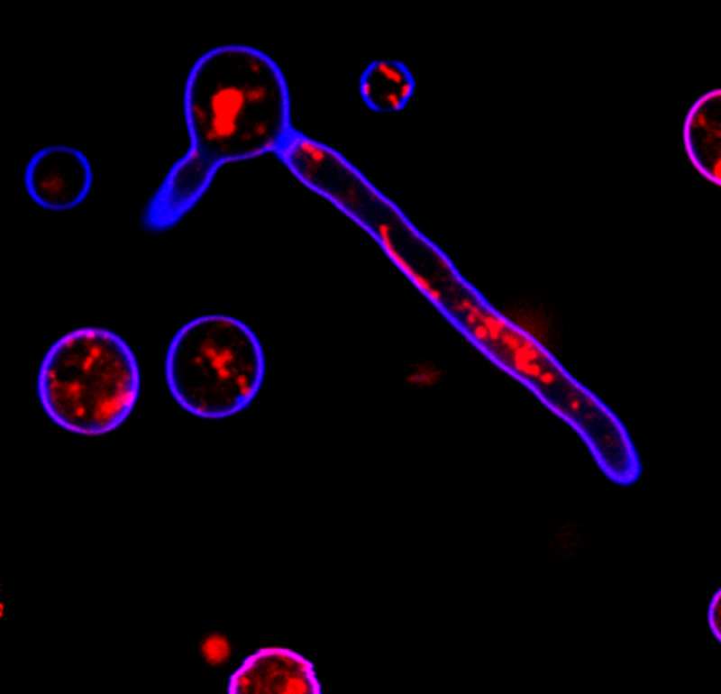 Le trichoderme T. reesei forme des filaments, dont on voit ici les protéines, colorées en rouge, et l'enveloppe de chitine (en bleu). © Mari Valkonen, VTT Technical Research Center, Finlande