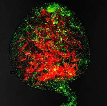 Testicule d'insecte infecté par Wolbachia. En rouge l'ADN de l'insecte, en vert clair l'endosymbionte. © Seth Bordenstein, Michael-Clark CC by-nc-sa