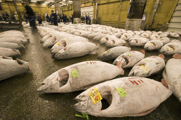 Un marché au thon rouge, une viande riche et très appréciée des humains... © WWF