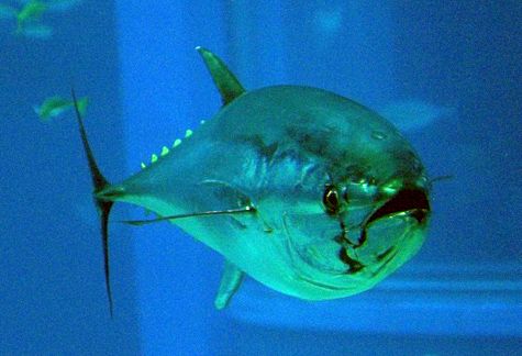 Un thon rouge en sécurité... à l’aquarium d’Osaka (Japon). Crédit NCBI Taxonomy