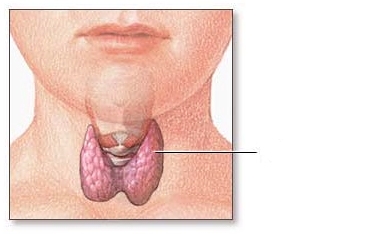 La glande thyroïde secrète plusieurs hormones d'une grande importance pour le métabolisme. © Licence Commons