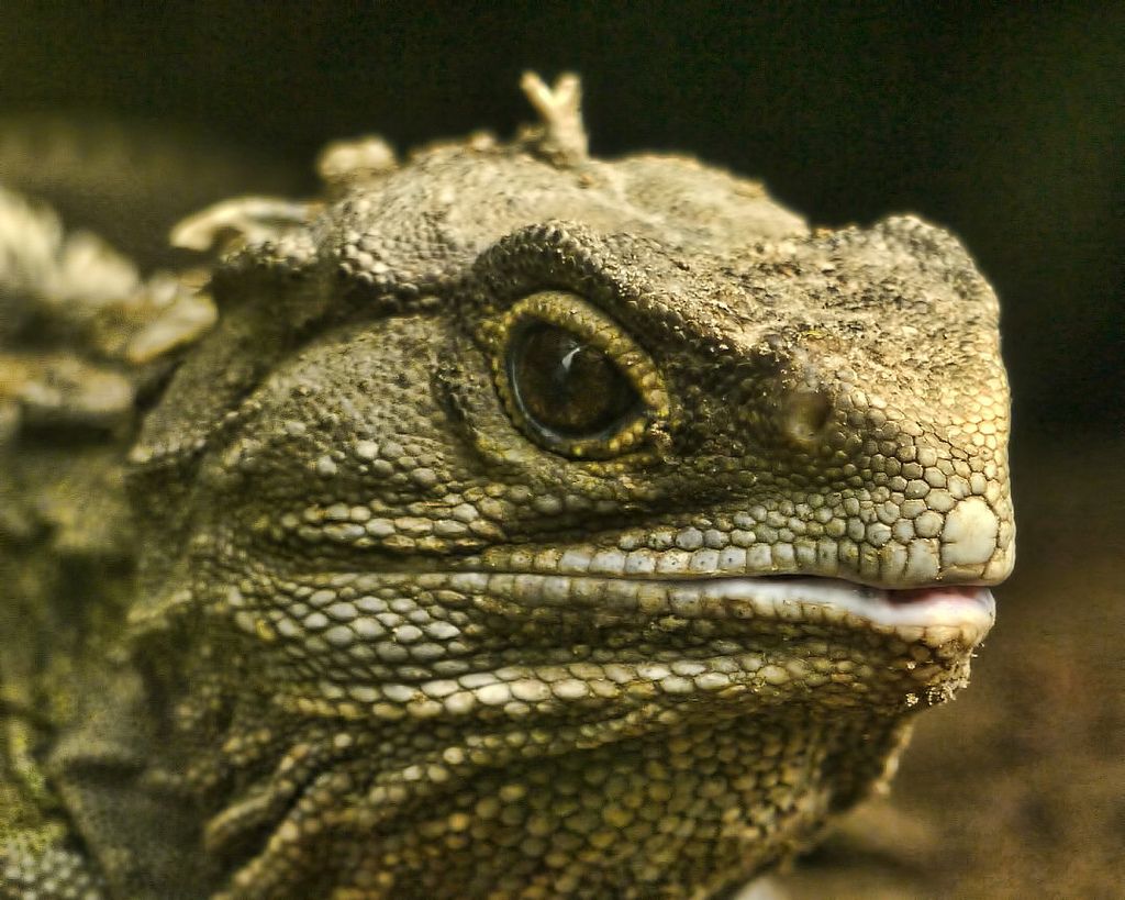 Le tuatara, terme qui rassemble deux espèces, n'est pas un lézard ni un iguane, malgré la ressemblance. Il s'agit cependant bien d'un squamate, c'est-à-dire d'un reptile à écailles, pouvant vivre près de 90 ans (selon une publication scientifique). © SidPix, Flickr, CC by 2.0