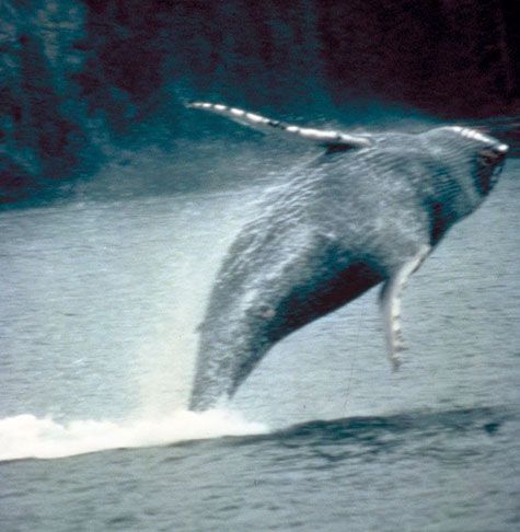 Baleine à bosse. Source : gouvernement des Etats-Unis