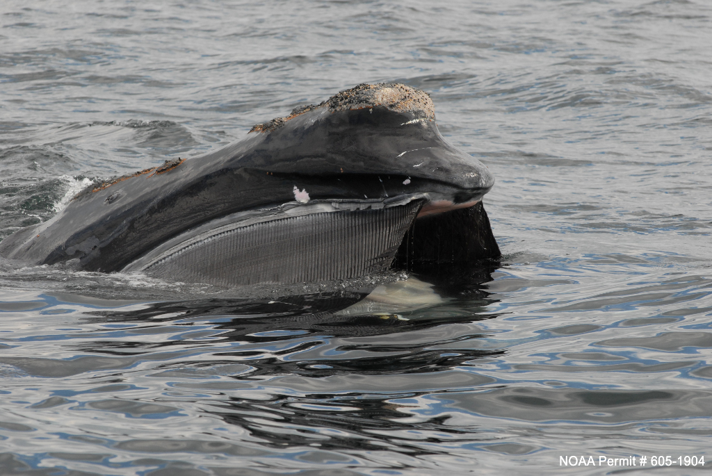 Les baleines franches de l'Atlantique nord (Eubalaena glacialis)&nbsp;ont un poids moyen de 55 tonnes. Elles nagent à une vitesse de 2 à 4 km par heure en mangeant, 5 à 11 km par heure en migrant et 16 à 20 km par heure lors qu'elles fuient un danger. Elles se nourrissent grâce à 246 paires de fanons. © Stellwagen Bank National Marine Sanctuary Web Group