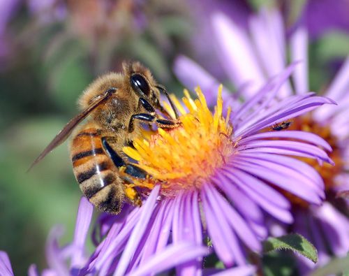 Apis mellifera, la principale abeille domestique européenne. Crédit John Severns.