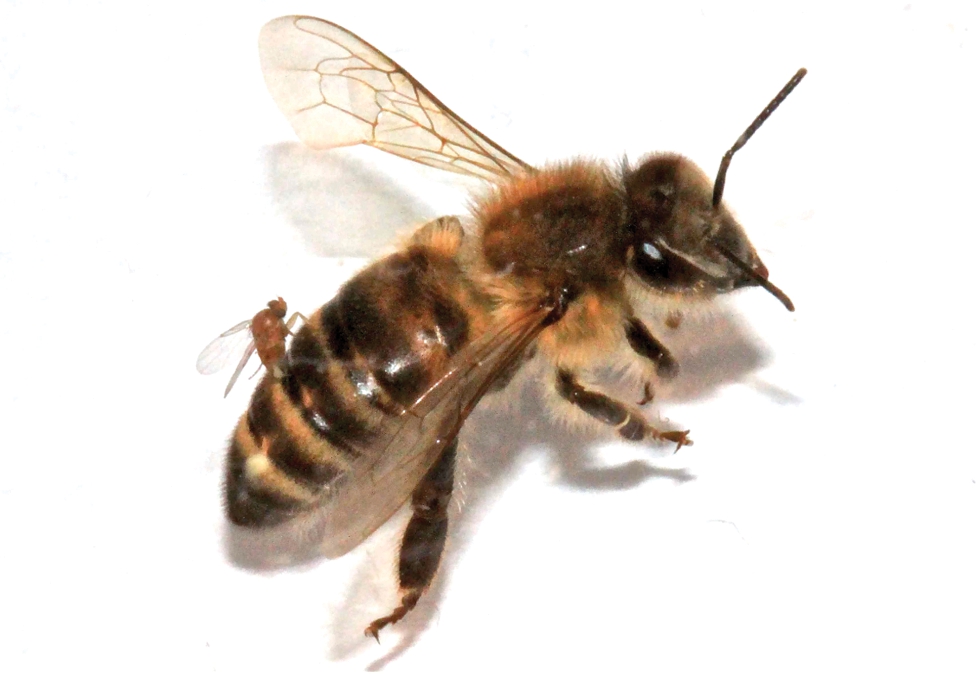 Une abeille ouvrière vit normalement de cinq à six semaines. &copy; Core et al. 2012, Plos One