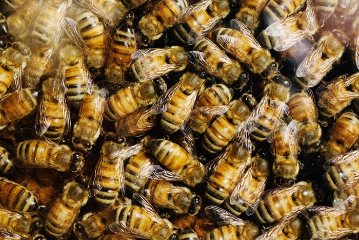 Les abeilles, malgré leur vie sociale extrêmement hiérarchisée, auraient une personnalité propre dont les bases moléculaires sont identiques à celles des vertébrés. Heureusement, les envies de liberté de quelques abeilles sont parfaitement compatibles avec le mode de fonctionnement des ruches. © L. Brian Stauffer