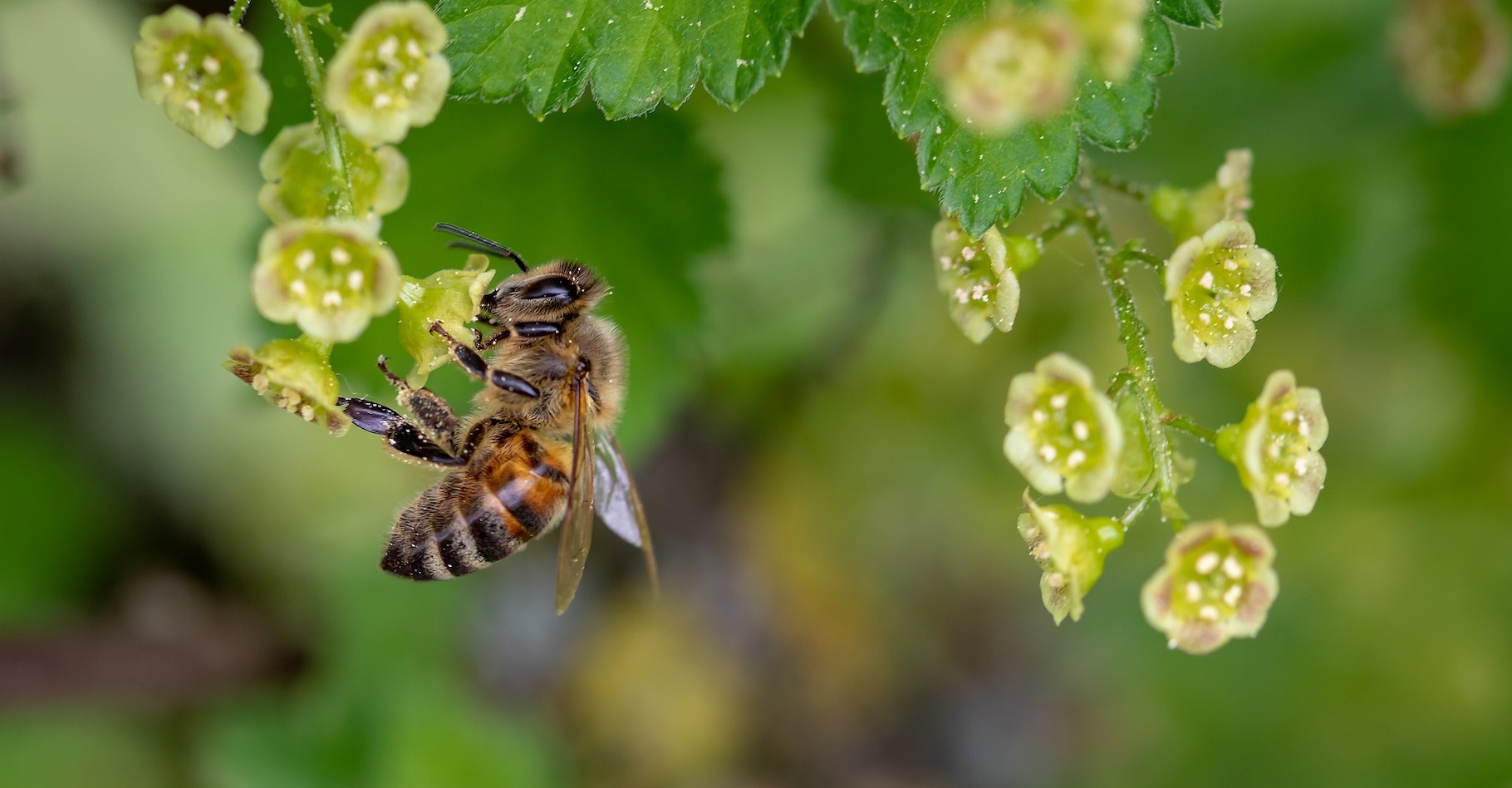 Les abeilles ne cesseront décidément jamais de nous surprendre. D’après des chercheurs, elles sont même capables d’associer symboles et nombres. © Myriams-Fotos, Pixabay License