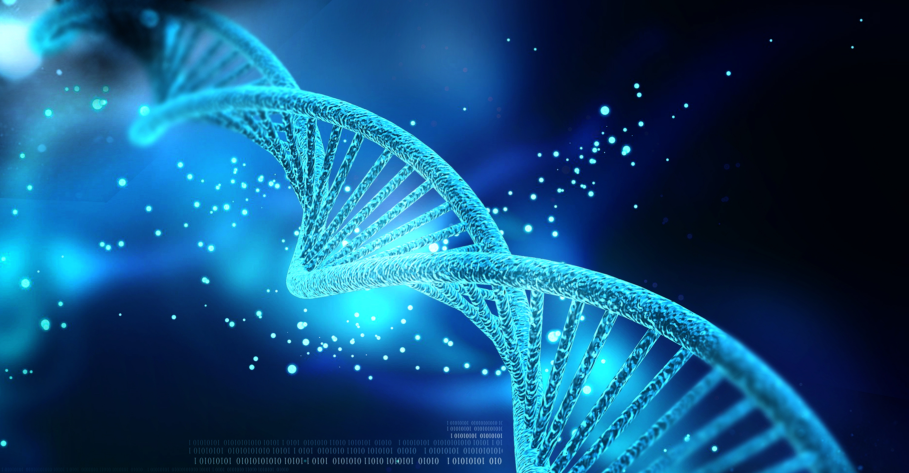 L'ADN, support des gènes, est une molécule très bien organisée. © Creations, Shutterstock